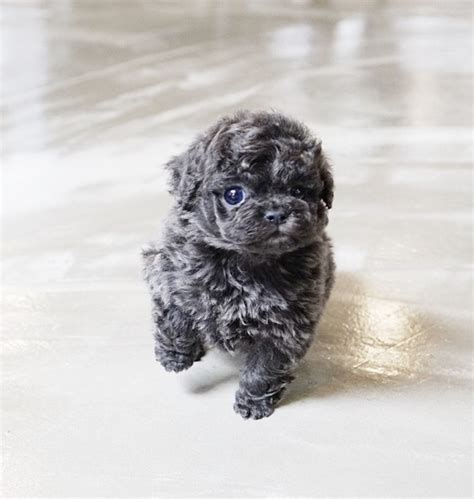 Due to the delicate nature of our french bulldog puppies, we will not ship them. Preston Blue Teacup Poodle