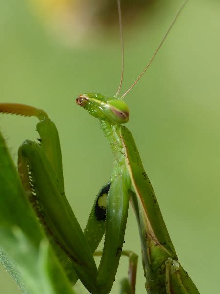 European Mantis Project Noah