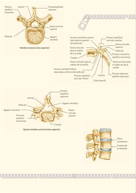 Anatomía regional columna vertebral Anatomía