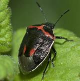 Photos of Twice Stabbed Stink Bug Control