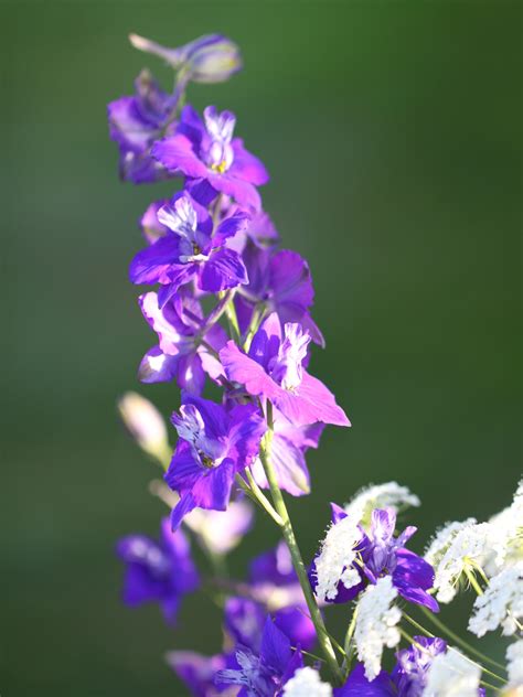 We have native wildflower seeds for sale, popular annual garden wildflower seeds, open pollinated herb and vegetable seeds, and a full line of organic herb and vegetable seeds. Annual Flower Seeds To Sow This Autumn