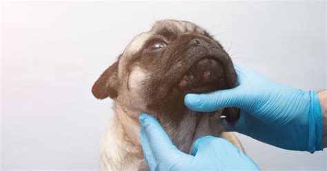 Is It Ok To Pop My Dogs Pimples A Guide To Canine Skin Care