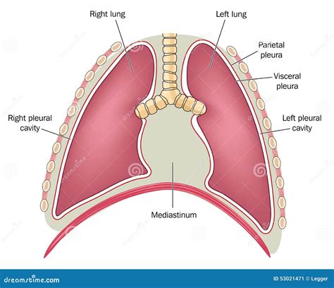 Position Of The Mediastinum Stock Vector Image 53021471
