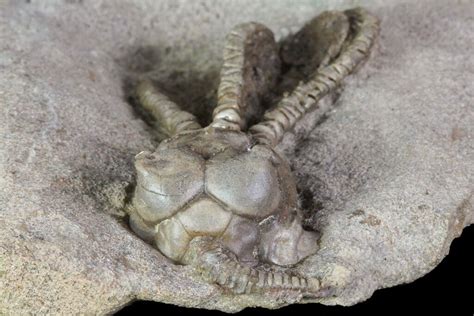 21 Alien Looking Jimbacrinus Crinoid Fossil Australia For Sale