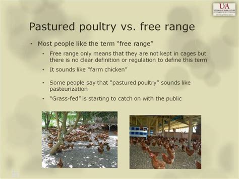 Ppt Pastured Poultry Free Range Chicken Powerpoint Presentation Free Download Id2605149