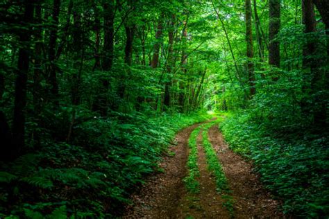 Deep Woods Stock Photos Pictures And Royalty Free Images Istock