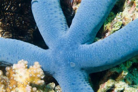 Blue Sea Star Coral Reef 021076 Matthew Meier Photography