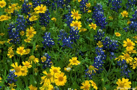 Texas Wildflowers Photos Central Texas Stock Photos