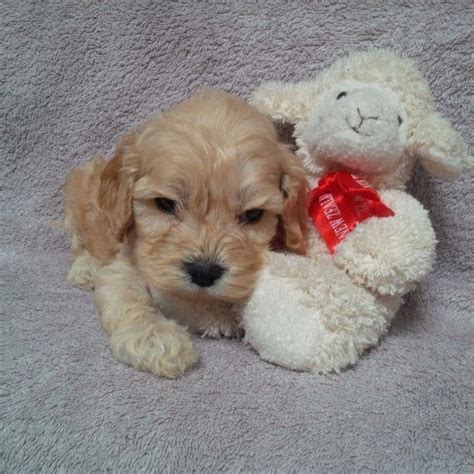 Looking for a great dog with apricot markings? Cockapoo Puppies For Sale | Chicago, IL #240907 | Petzlover