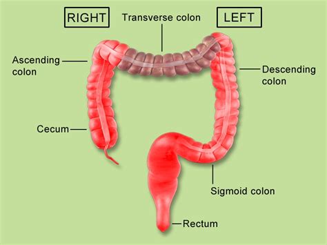 The Two Sided Issue Of Colorectal Cancer