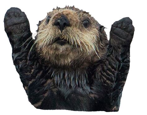 However, getting the desired effect in css is harder than one might. Otter Transparent background image