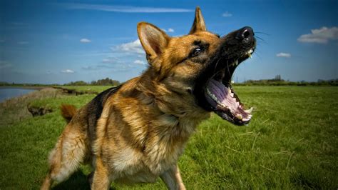 Excessive Dog Barking Tips And Advice Australian Dog Lover