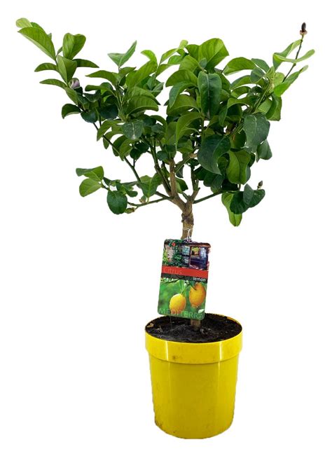Citrus X Limon — Plant Wholesale Floraccess