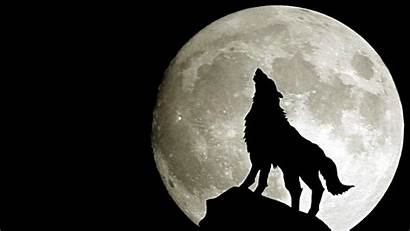 Wolf Wallpapers Moon Couple Snow