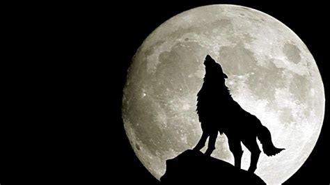 Ice wolf wallpaper on wallpapergetcom. Wolf HD Wallpapers.