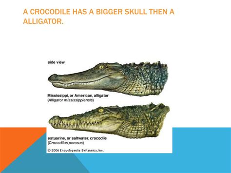 Ppt Alligators And Crocodiles Powerpoint Presentation Free Download