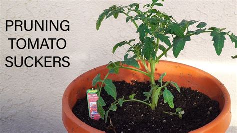 Pruning Tomato Suckers How To Prune Tomato Plants For