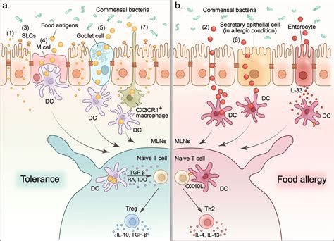 Frontiers Intestinal Uptake And Tolerance To Food Antigens