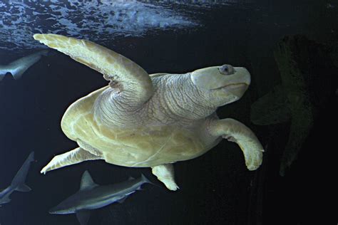 sea life minnesota aquarium sea life celebrates turtle fest