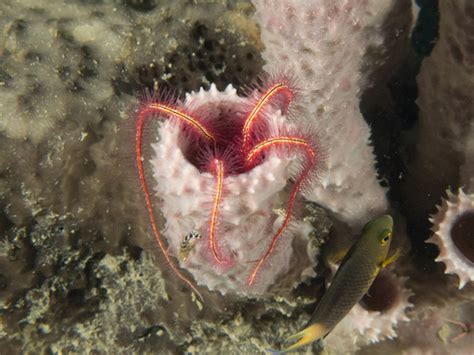 Denizens Of The Deep Are Brittle Stars The Best House