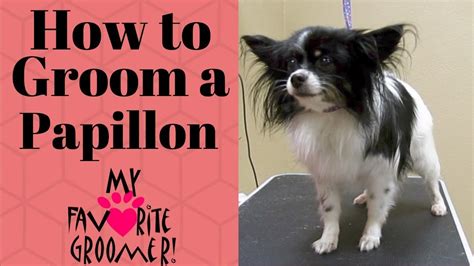 How To Groom A Papillon Youtube