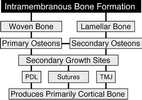 Intramembranous Bone Formation Produces A Woven Or Lamellar Structure