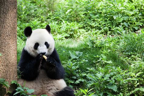 Great Panda Eating Banana Chengdu Photograph By Fototrav Pixels
