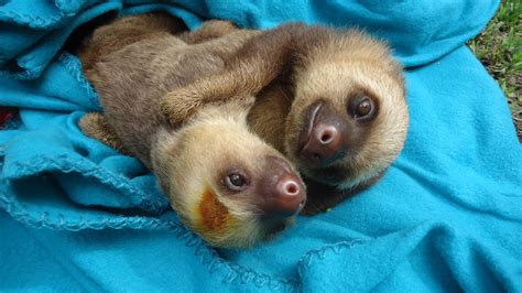 Daw Cuddling Sloths Aww