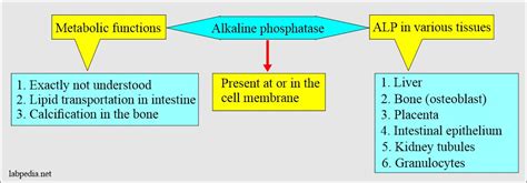 Alkaline Phosphatase Alp