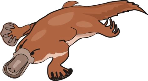 Platypus Pictures Cartoon Free Download Clip Art Wikiclipart