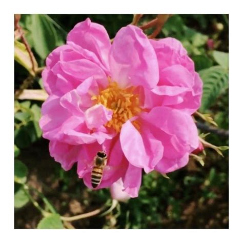 Roses Are Bee Friendly They Rely On Them And Other Insects To