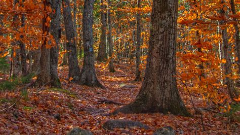 Download Wallpaper 2048x1152 Trees Leaves Forest Autumn Ultrawide