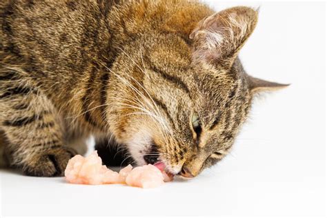 Tabby Cat Eating Raw Chicken Meat On White Background Stock Photo