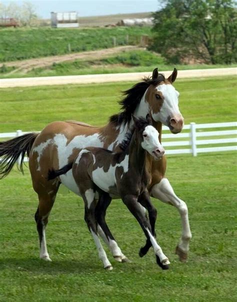 Pin By Jessie Bomb On Animals I Love American Paint Horse Horses