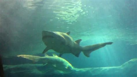 Shark Tunnel In Nj Aquarium Youtube
