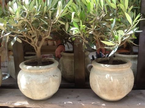Um Jardim Para Cuidar Adoro Oliveiras Em Vaso