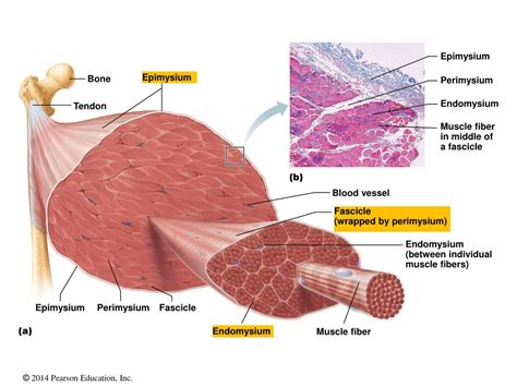 Ppt Skeletal Muscle Tissue Powerpoint Presentation Free Download