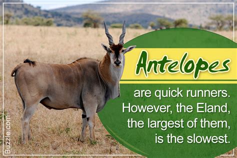 A List Of African Antelope Species With Awesome Facts And Photos