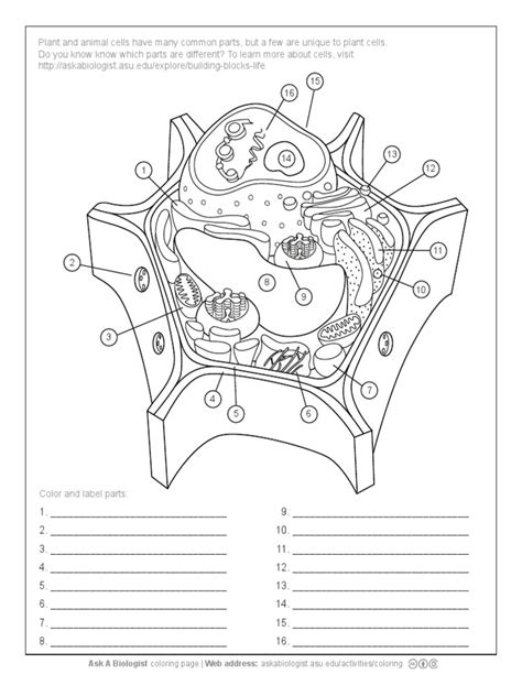 Out of these cookies, the cookies that are categorized as necessary are stored on your browser as they are essential for the working of basic functionalities of the website. AAB Plant Cell Worksheet