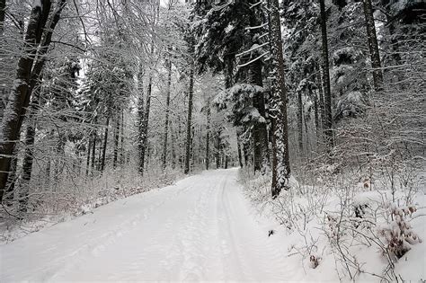 Snow Winter Wood Tree Cold Landscape Season Frozen Frost Road