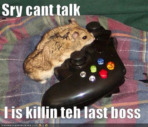 15 Most Funny Hamster Images And Photos
