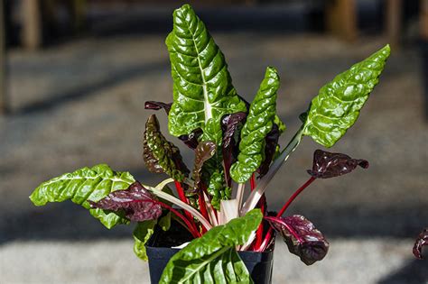 How To Grow Swiss Chard In Containers Gardeners Path