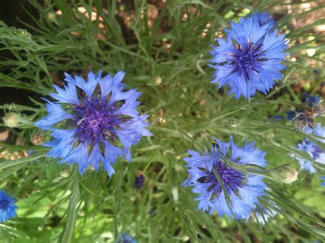 Cornflower The National Flower Of France And Edible Some Tea For Me