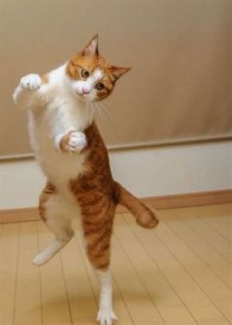 Top 10 Cats Dancing At The New Years Eve Party