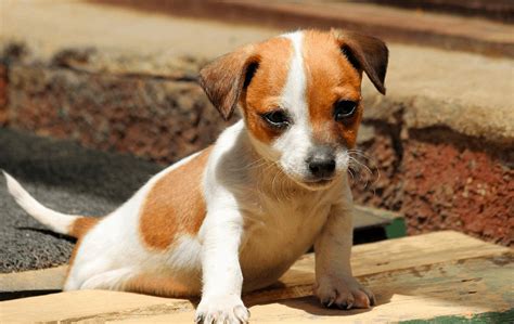 chihuahua  jack russell mix puppies jack chi grooming cost