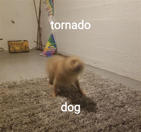 Tornado Dog Rshidandcamed