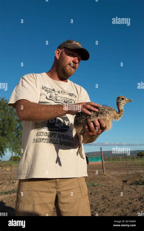 Ostrich Farmer Holding A Ostrich Chick Struthio Camelus Chick