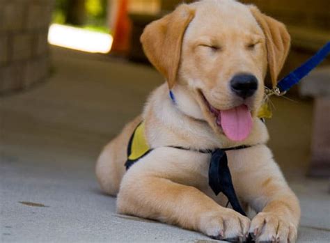 Where Or How Do I Go About Getting A Service Dog Puppy