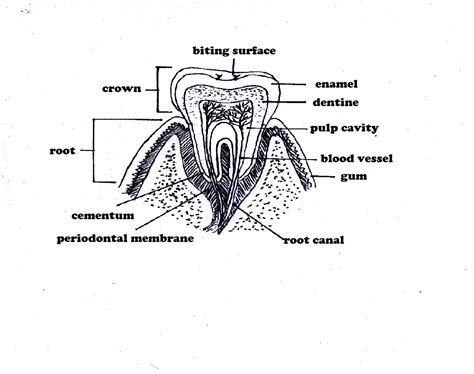 Solved Label The Cross Section Of The Mandibular Molar Tooth Course