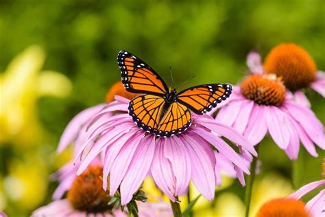 Viceroy Butterfly Vs Monarch How To Tell The Difference Birds And Blooms